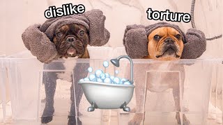 What Bathing 2 Funny Frenchies Look Like
