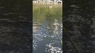 Download lagu Mancing Nila Di Taiwan mp3