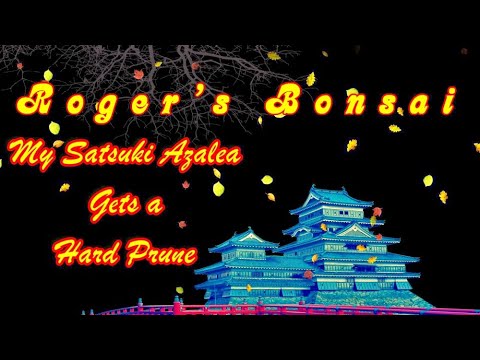 My Satsuki Azalea Gets a Hard Prune