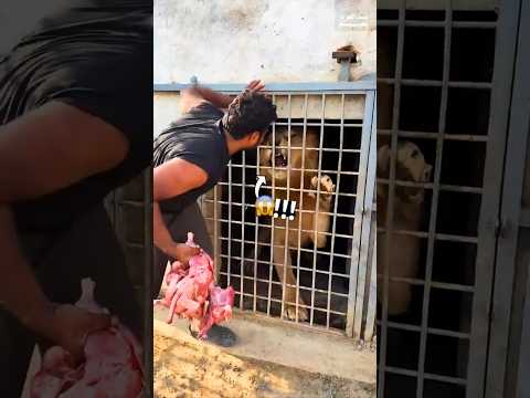 الاسد عينة علي قطعة لحم اخري!