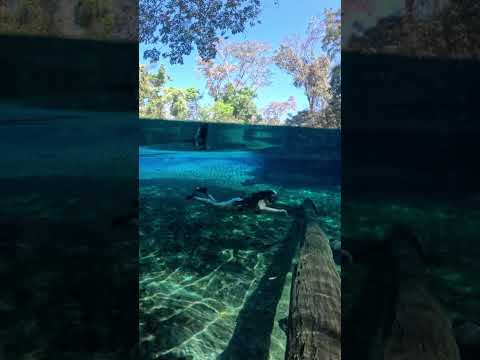 Essa é a incrível lagoa do Japonês no Tocantins.