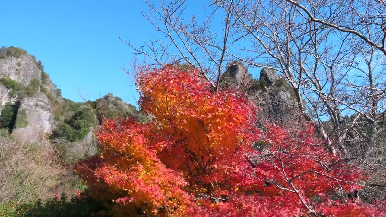 紅葉と耶馬渓／Autumn leaves and Yabakei Gorge／m0106