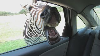 YOUR week MUST START with the FUNNIEST ANIMALS! - Try NOT to LAUGH