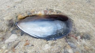 Sea Shells