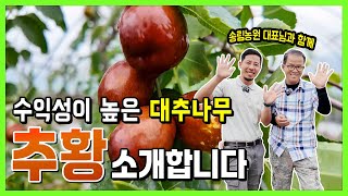 수익성이 높은 대추나무 '추황' 소개합니다.
