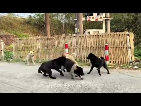Dogs fight! 1vs5😱 #subscribe 