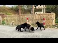 Dogs Fight 1vs5 Subscribe