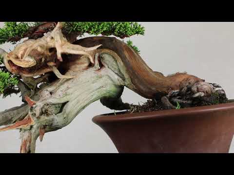 Koji Hiramatsu Takamatsu Bonsai Channel