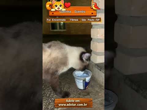 Vídeo de Gatinha Siamês