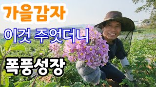 가을감자 이것 주면 밑이 빨리 굵어 진다
