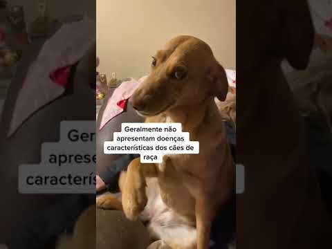 3 REASONS TO HAVE A MONGREL #Shorts