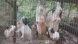 Thử cho bọ ú ăn trễ và cái kết | cung cấp giống bọ Việt