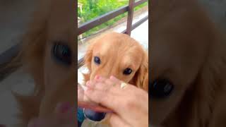 Download lagu #dog #doglover #love #funny #dogs #shortvideo #golden #retriever #youtube #youtubeshorts 🐶🐶 mp3