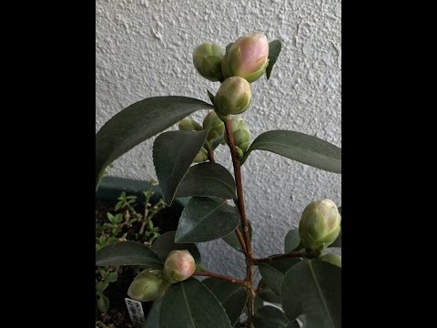 ヘレボアのクリスマスローズ：ポインセチアのライバルであるこのローズをどのように栽培し、維持するか？  庭園