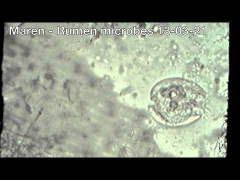Maren - Rumen microbes 13-03-21