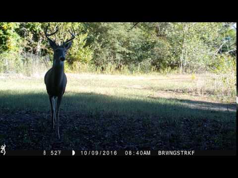 8 point Banks county Georgia 10/9/16