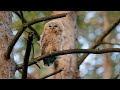 TAWNY OWL BROWN OWL OWL STRIX ALUCO 4K