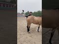 Horse Mating Cute Most Breeding Horse