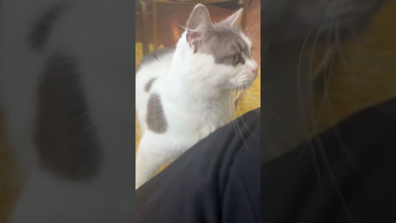 Ciara-Lapsitter, a ADOPTABLE mixed breed in Arlington, VA video 6/6