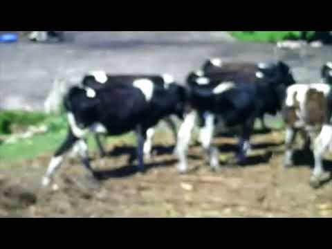 Lote 12 Terneros Holando 112kg -  en RUTA 2 KM 140