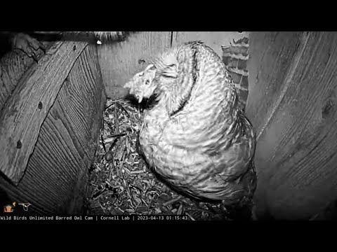 Barred Owls Make A Meal Out Of A Mouse | April 13, 2023