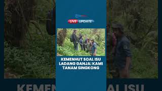 Soal Kasus Ladang Ganja di Bromo, Kemenhut Sebut Pihaknya Tak Terlibat, Paling Cuma Tanam Singkong