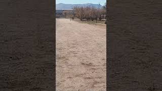 Video preview image #1 Puggle Puppy For Sale in Apple Valley, CA, USA