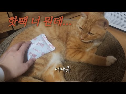고양이는 핫팩을 좋아할까?