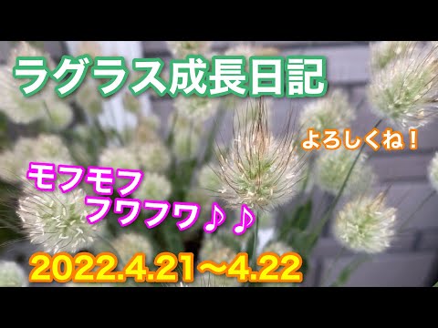 レッドラビットテールグラス、Pennisetum messiacum 'Red Buttons'