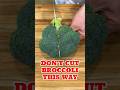 How To Cut Broccoli The RIGHT WAY