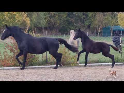 Majestic Taonga Elite Stutfohlen Mutter Stpr.Scala-D v.Sir Donnerhall -Don Davidoff-Royal Diamond