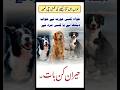 Khwab Mein Kutta Dekhna ‍ Dog Dream Meaning Khwab Mein Kutta Dekhne Ki Tabeer خواب میں کت