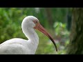 White Stork With Long Orange Beak