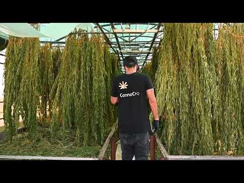 Cannabis — Part 4