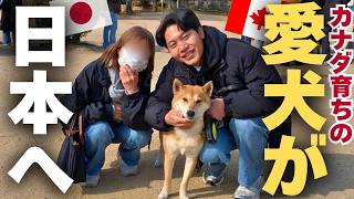 【ついに】カナダ育ちの柴犬ユズが日本へやって来た!