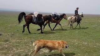 preview picture of video 'Packhorses in Vashlovani Nationalpark'