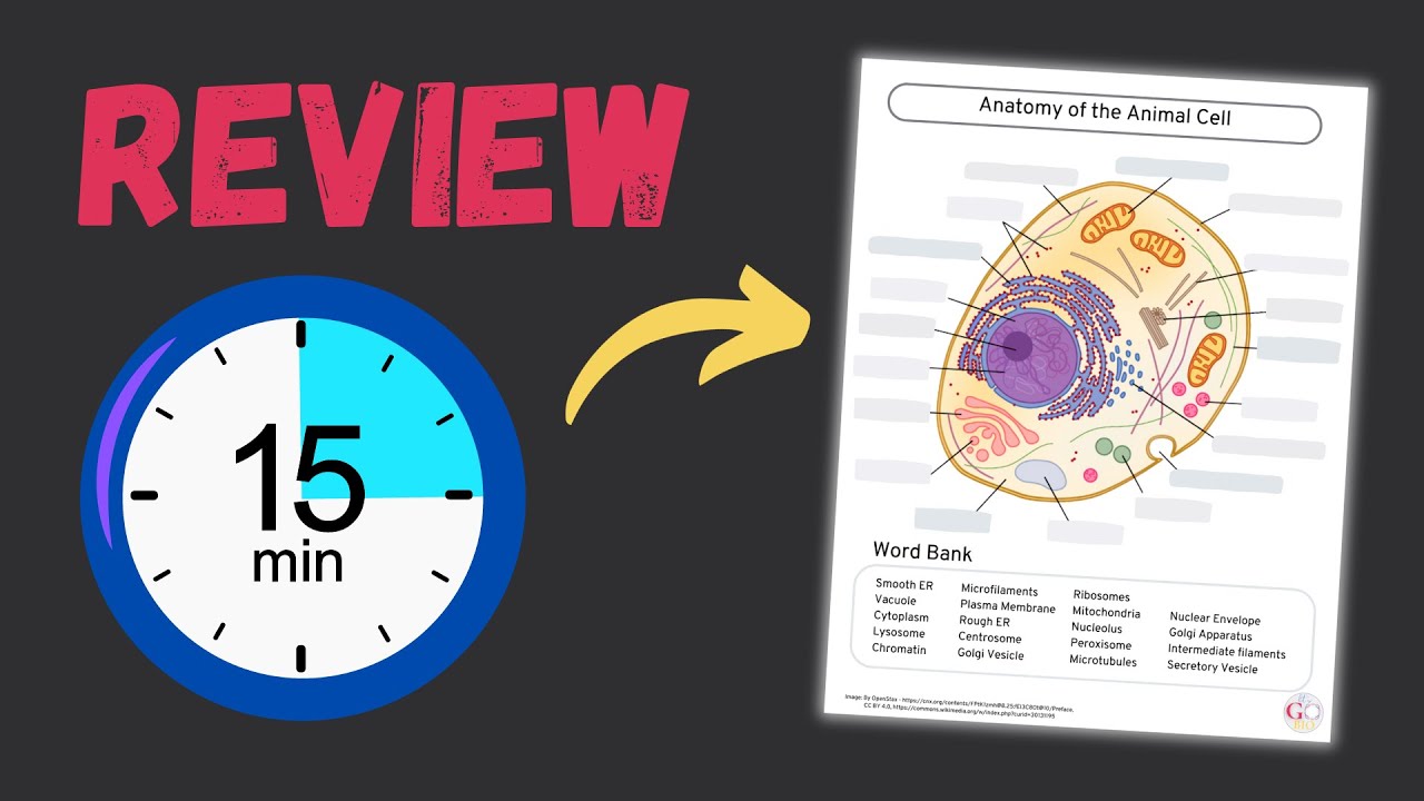 Cell Biology Crash Course: Mastering Cell Structure with Interactive Worksheets!