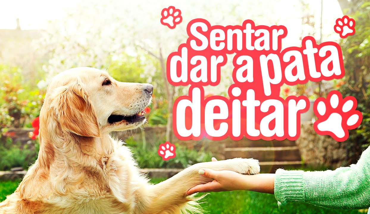 Como ensinar seu cachorro a sentar, dar a pata e deitar