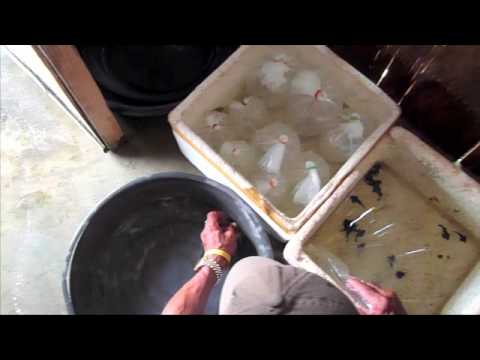 Exhibition "Where Do Our Fish Come From" (SAIA)