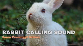 Download lagu Suara pemanggil kelinci mp3