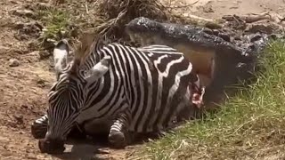 Crocodiles attacking Zebra During Crossing: A Brutal Death