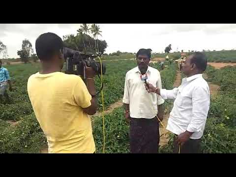 I&B SEEDS TAMOTA (SPS 1178) former opinion.