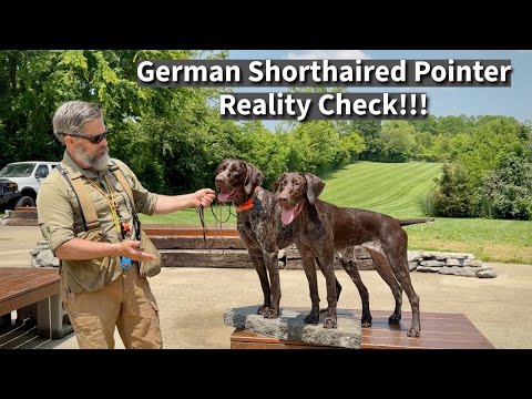 German Shorthaired Pointer: Suburban Lifestyle Reality Check