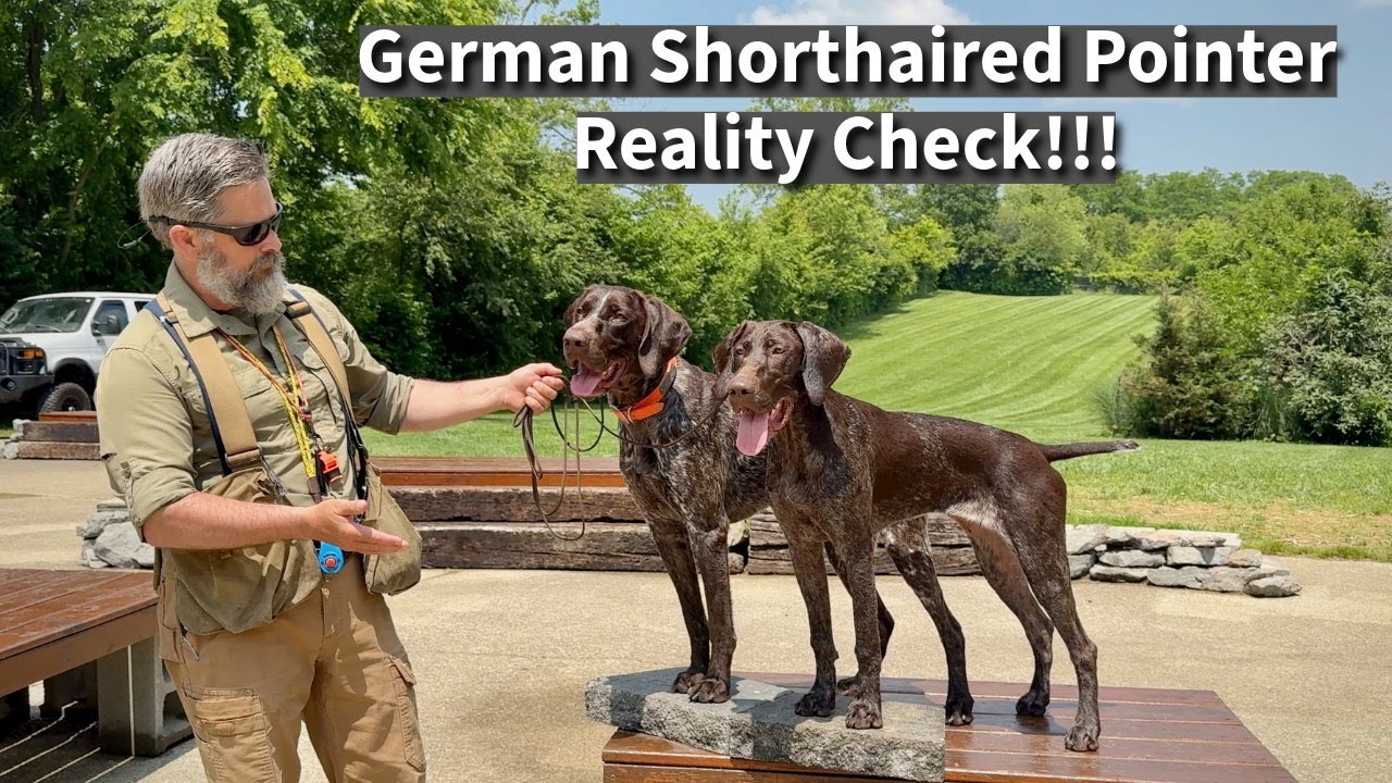German Shorthaired Pointer: Suburban Lifestyle Reality Check