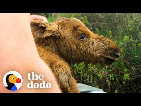 Fishermen Save Baby Moose From Drowning | The Dodo