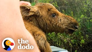 Fishermen Save Baby Moose From Drowning | The Dodo by The Dodo