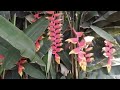 pico de tucan o platanillo. preciocidad y maravillosa flor