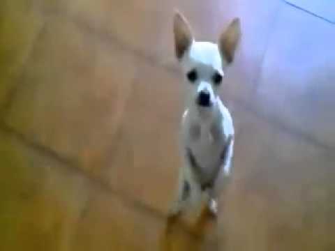 Perrito bailarín