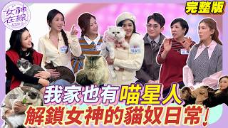 【女神在線Ep45】小禎家煙霧迷漫差點被貓燒掉？小Call大手筆養貓竟租一間房！女神與喵星人的日常 天天都在過招！