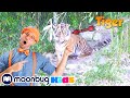 Blippi Visits A Zoo Aquarium Animals For Kids Blippi Funny Cartoons Learn About Animals